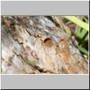 Megachile centuncularis - Blattschneiderbiene 02c 10mm - Totholznest - Sandgrube Niedringhaussee.jpg